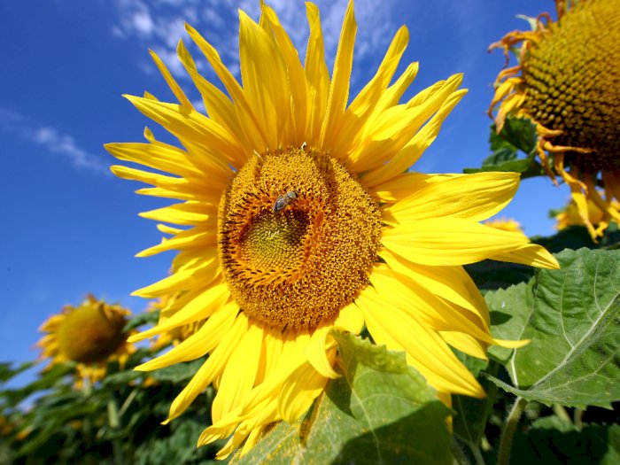 FOTO: Ketika Bunga Matahari Mekar Saat Musim Panas di Jerman