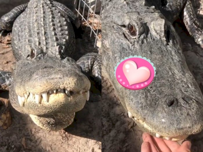 Viral! Begini Suara Aligator, Bukan 'Sayangku Hanya Untukmu'