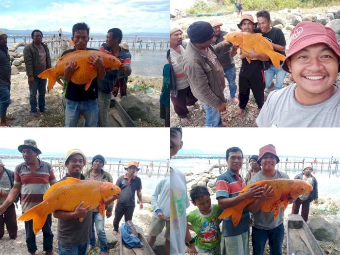 Viral Warga Tangkap Ikan Emas Ukuran Jumbo di Danau Toba, Netizen Khawatir Terjadi Bencana