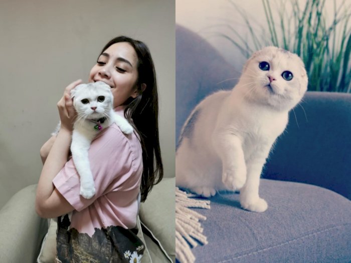 Nagita Pelihara Kucing, Netizen: Langsung Jadi Kucing Kaya