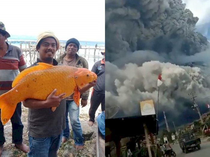 Gunung Sinabung Erupsi Lagi, Ada yang Mengaitkannya dengan Ikan Emas 15 Kg di Danau Toba