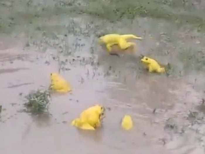 Penampakan Katak yang Berubah Menjadi Warna Kuning saat Musim Hujan