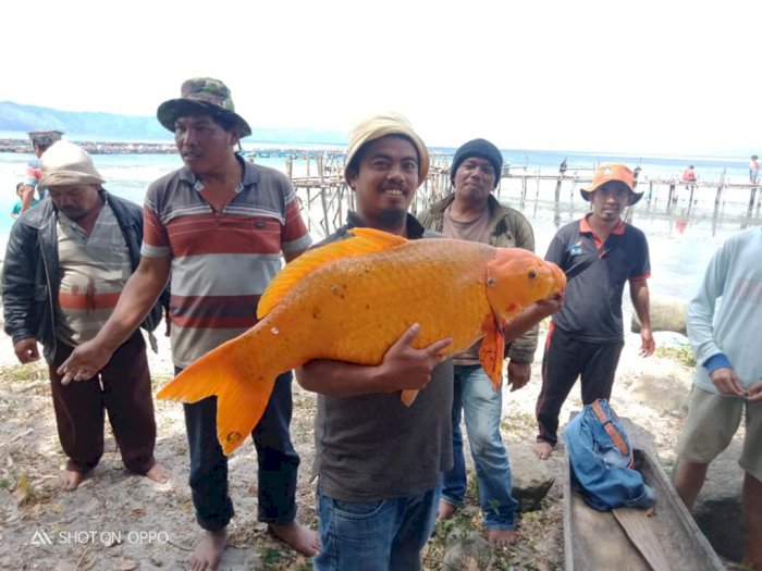 Temuan Ikan Mas 15 Kg di Danau Toba Bikin Warganet Resah