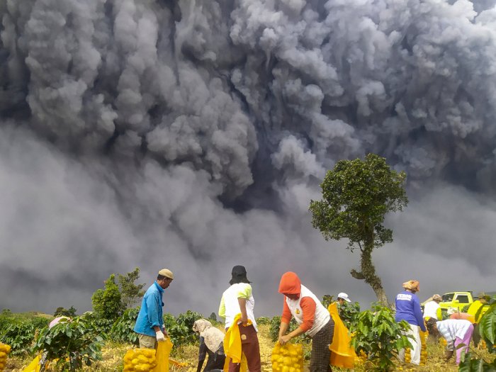 Foto-foto Erupsi Sinabung: Lahan Pertanian dan Rumah Penduduk Tertimpa Abu Vulkanik