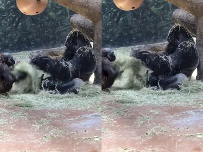 Video Keseruan Gorila Saat Bermain dengan Anaknya, Bikin Netizen Tersenyum
