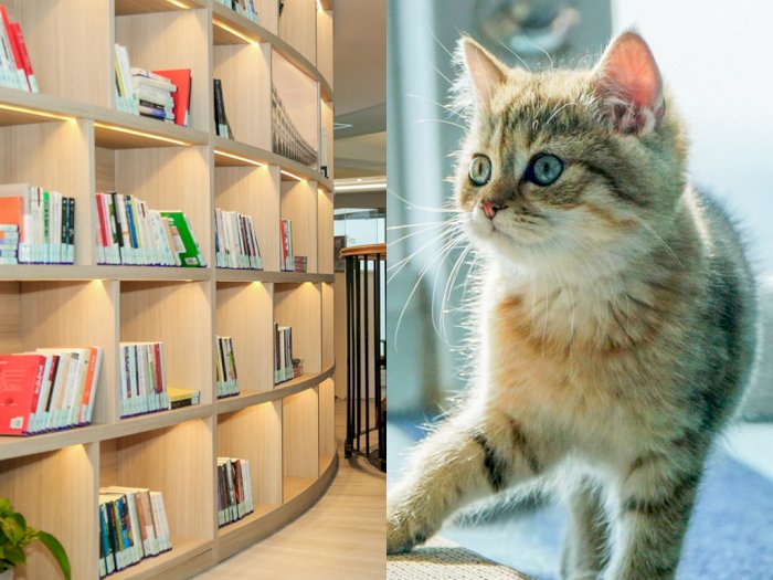 Unik, Perpustakaan ini 'Pekerjakan' Kucing Agar Bisa Menemani Pembaca yang Kesepian