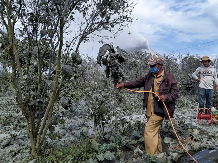 Debu Sinabung Tutupi Lahan Pertanian, Pemerintah Siapkan Alat Semprot untuk Petani di Karo