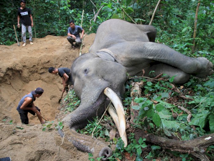 Sedih, Gajah Jinak Berusia 34 Tahun di Aceh Jaya Mati Mendadak