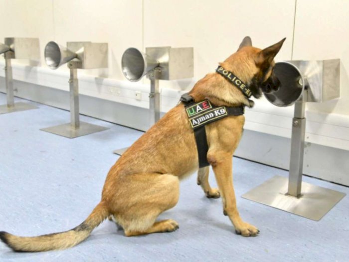Bandara Internasional Dubai Rekrut Anjing Pendeteksi Virus Corona