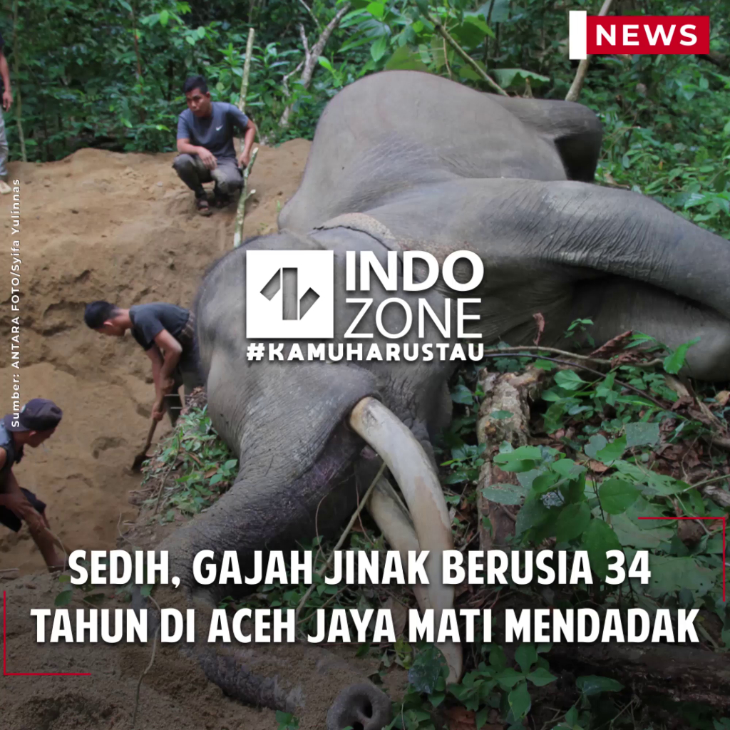 Sedih, Gajah Jinak Berusia 34  Tahun di Aceh Jaya Mati Mendadak