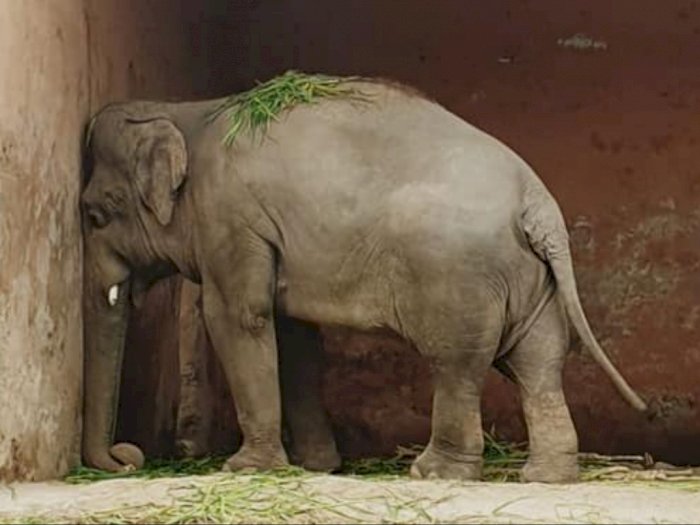 Teraniaya 35 Tahun di Kebun Binatang, Gajah Paling Kesepian di Dunia Akhirnya Dibebaskan