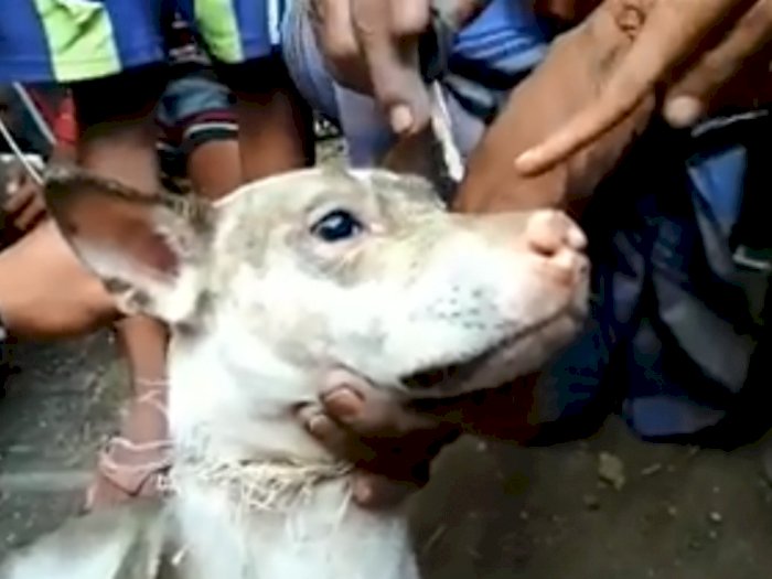 Cek Fakta: Heboh Postingan Anjing Jelmaan Pelajar SMP Lombok Hingga Viral di Media Sosial