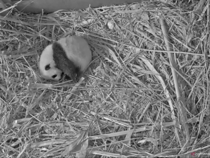 FOTO: Pengumuman Nama Anak Panda di Kebun Binatang Ouwehands