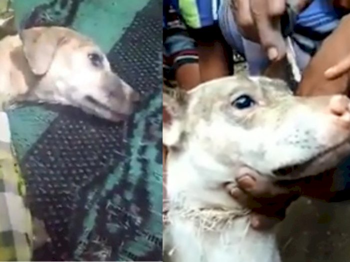 Anjing Tak Berdosa Dikubur Hidup-hidup di Lombok, Netizen Pecinta Hewan Menangis