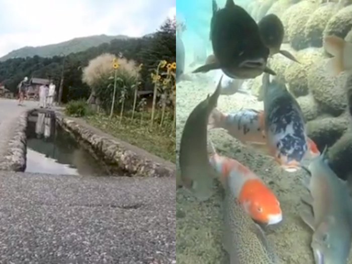 Mengintip Selokan di Jepang yang Berair Jernih, Bikin Ikan Hias Betah Berenang