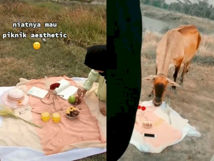 Viral Video Piknik Wanita yang Hancur Gegara Didatangi Lembu, Bikin Ngakak Kali!