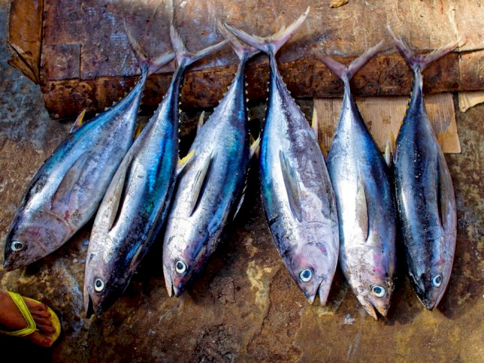 Sejumlah Fakta Seputar Ikan Tuna dan Kandungan Merkuri Berbahaya di Dalamnya