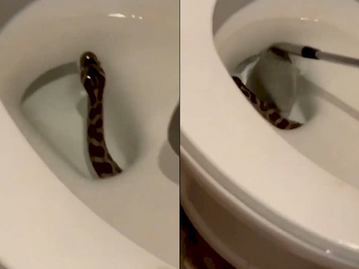 Video Viral: Pria ini Temukan Ular di Dalam Kloset Toilet, Netizen Merasa Ngeri