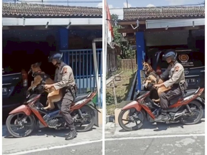  Anjing Polisi Ini Ikut Kerja Naik Motor, Minta Duduk di Depan Layaknya Seorang Anak