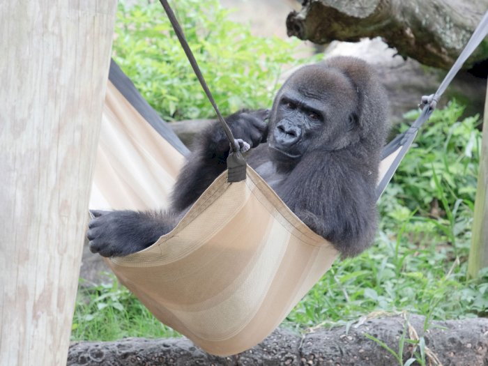 Sedang Menanti Kelahiran Anak Pertama, Gorila di Kebun Binatang New Orleans Dapat Hadiah