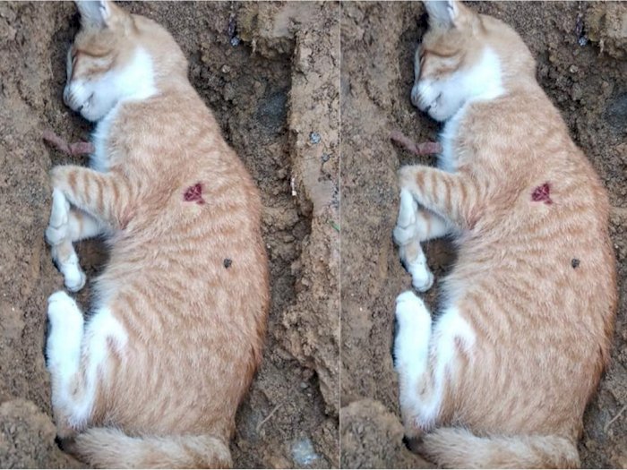 Kejam! Pria Tua Tembak Kucing Sampai Mati Hanya Karena Sering Tidur di Halaman Rumahnya