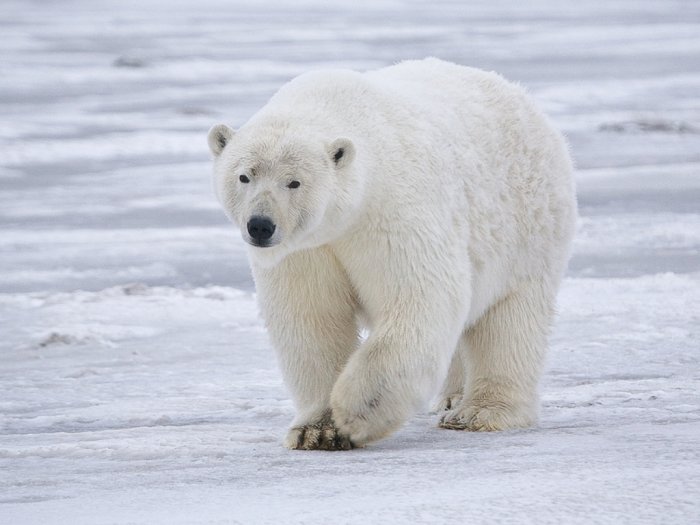 Beruang Kutub yang Menghabiskan Sebagian Besar Waktunya di Laut