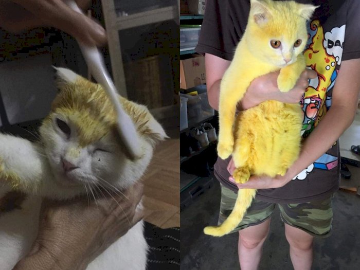 Diobati Pakai Kunyit, Warna Bulu Kucing ini Malah Berubah Mirip Pikachu