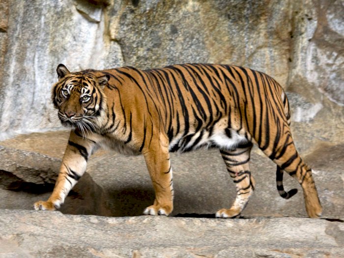 Jadi Pemangsa Hewan Ternak Warga, Seekor Harimau Sumatera di Tapsel Ditangkap