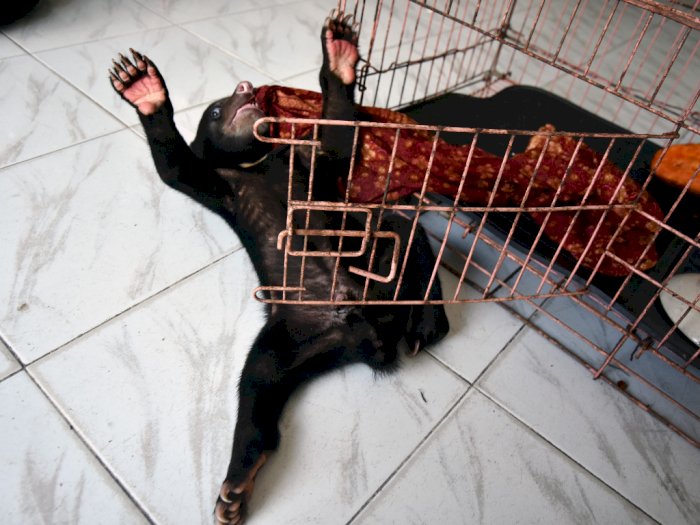 FOTO: Evakuasi Anak Beruang Lumpuh