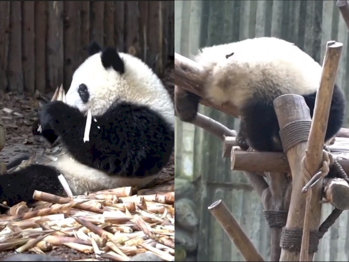 Video: Aksi Menggemaskan Panda Yang Habiskan Waktunya Hanya Makan dan Tidur