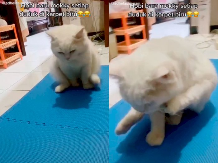Aksi Menggemaskan Saat Kucing Berjalan Menggeser Bokong di Karpet, Bikin Netizen Ngakak