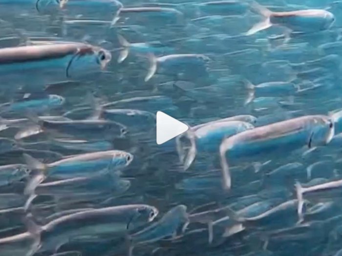 Penasaran Rasanya Ada di Tengah-tengah Jutaan Ikan Teri di Bawah Laut? Tonton Video ini!