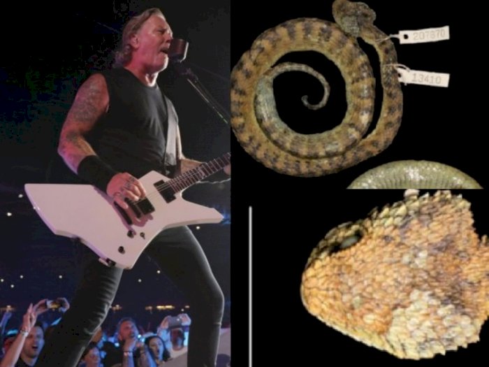 Spesies Ular Berbisa Terbaru Ditemukan, Namanya Terinspirasi dari Vokalis Metallica