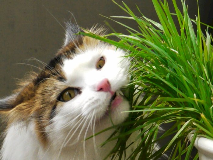 Mengapa Kucing Suka Makan Rumput dan Memuntahkannya?