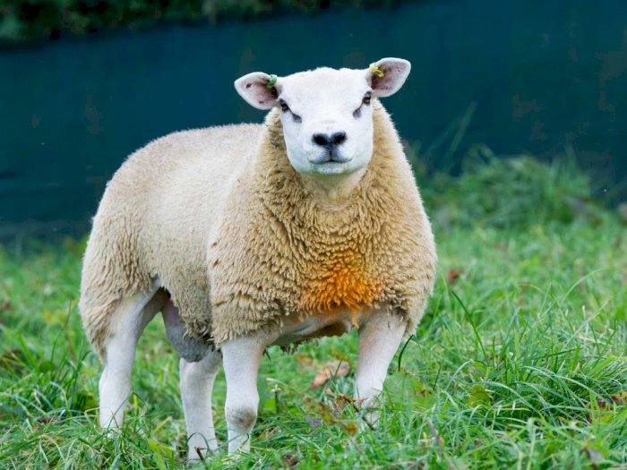 Inilah Domba Termahal di Dunia, Terjual di Angka Nyaris Setengah Juta Dolar