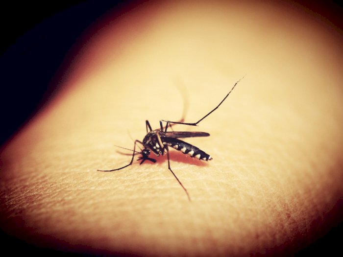 Gigitan Nyamuk saat Tidur Mengganggu? Ini 5 Cara untuk Menghindarinya