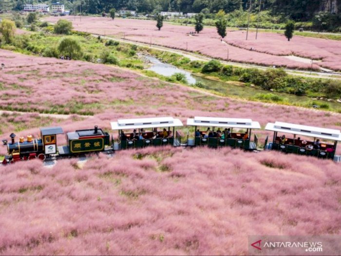 FOTO: Keindahan Padang Rumput Berwarna Pink di China
