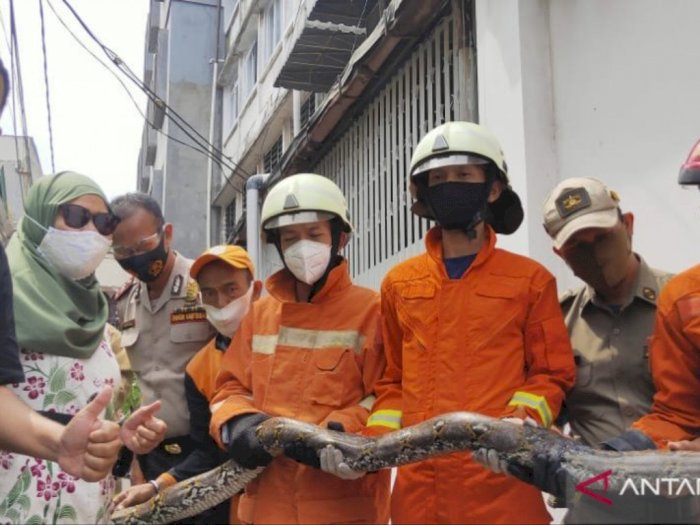 Ular Sanca Tiga Meter Hebohkan Warga Jakarta Barat