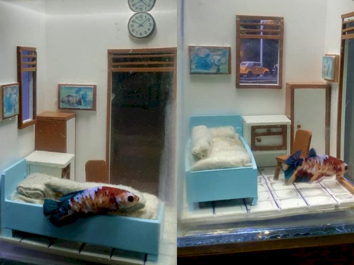 Viral Desain Akuarium Ikan Cupang Mirip Kost Minimalis, Netizen: Terlalu Kreatif!