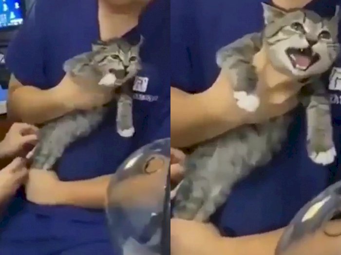 Kucing Ini Teriak Histeris & Meronta saat Disuntik, Netizen Malah Gemas Lihat Ekspresinya