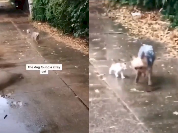 Anjing ini Ajak Pulang Anak Kucing yang Ditemukan di Jalan, Netizen: Duh Lucunya