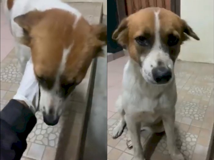 Anjing ini Pasang Muka Sedih Saat Akan Ditinggal Pergi, Netizen Ikut Mewek