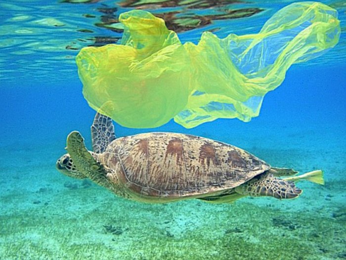 Fakta! Hewan Laut Bisa Mengira Sampah Plastik Adalah Makanannya