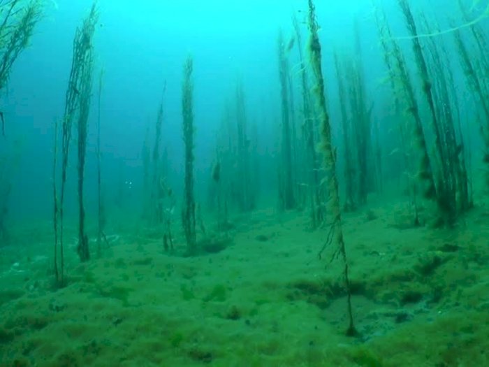 Ganggang Hydrilla Diduga Sering Bikin Orang Tenggelam di Danau Toba, Tumbuhan Apa Itu?