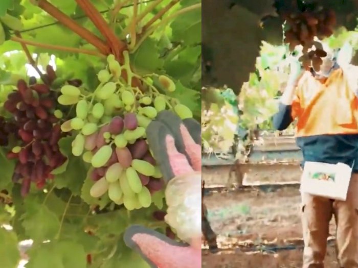 Kerja Di Kebun Anggur Australia Gaji Puluhan Juta Sebulan Sambil Jalan Jalan Dengan Whv Indozone Id