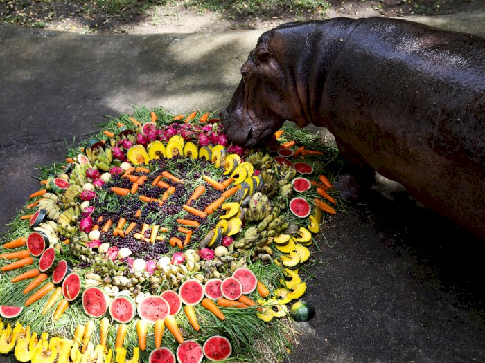 HBD! Kuda Nil Tertua di Thailand Rayakan Ulang Tahun ke-55