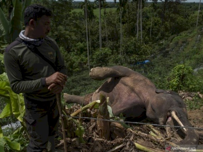 FOTO Gajah Sumatra Bernasib Malang, Diduga Tewas Akibat Pagar Listrik Kebun Warga