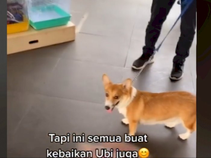 Seekor Anjing Terpaksa Dimasukan ke Sekolah Hewan, Ternyata Gegara Ini, Netizen Ikut Sedih