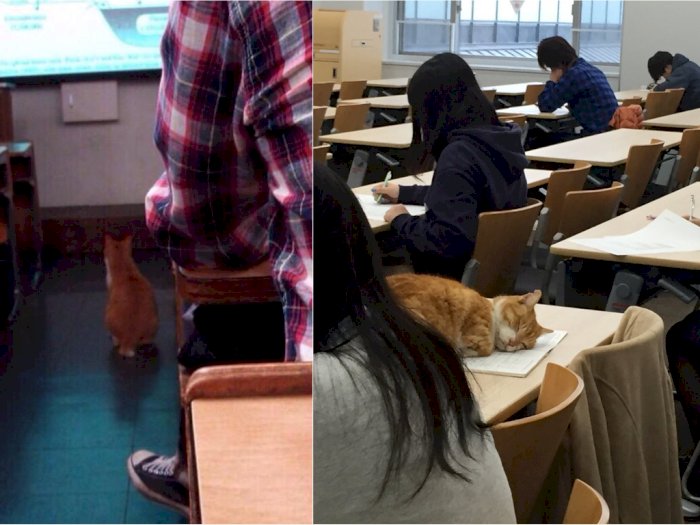 Kucing Oren Ini Viral karena Keluar Masuk Kampus Bak Mahasiswa, Kerjaannya Cuma Tidur