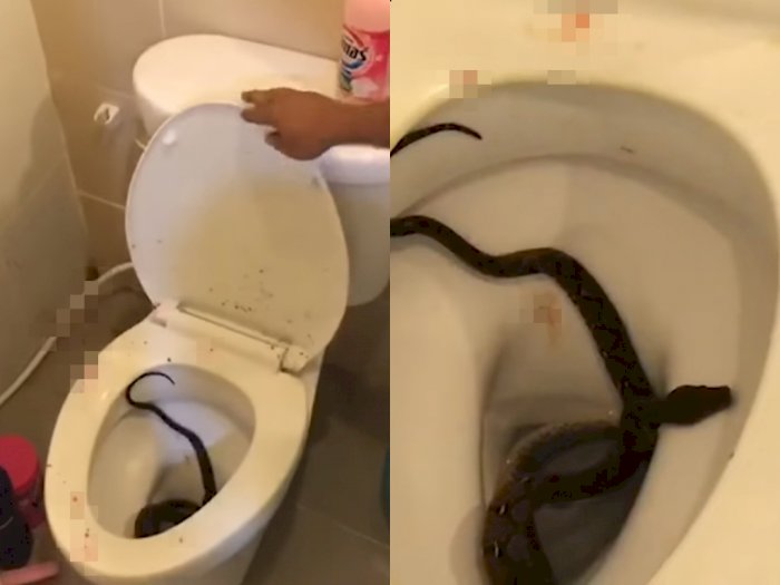 Sedang Asik Maih Hp Saat Duduk di Toilet, Penis Pria ini Malah Digigit Ular